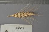 Click for 1 image(s) for this accession. Spike